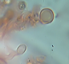 non capisco!!! - (Abortiporus biennis)